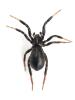 Drassyllus sp.